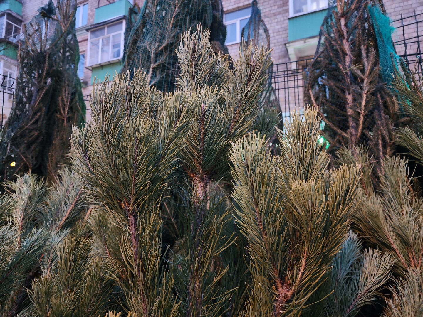 Новый год, елочный базар, новогоднее настроение, вертикалки, зима в подмосковье,