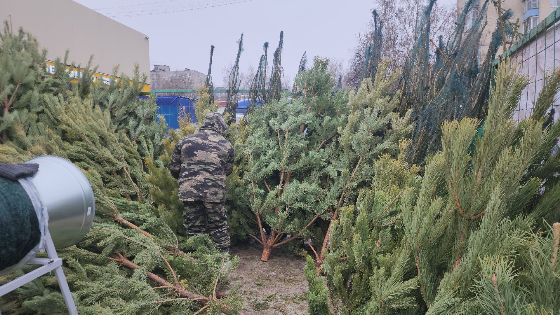 вертикалки, подольск, ели, сосны, новый год,