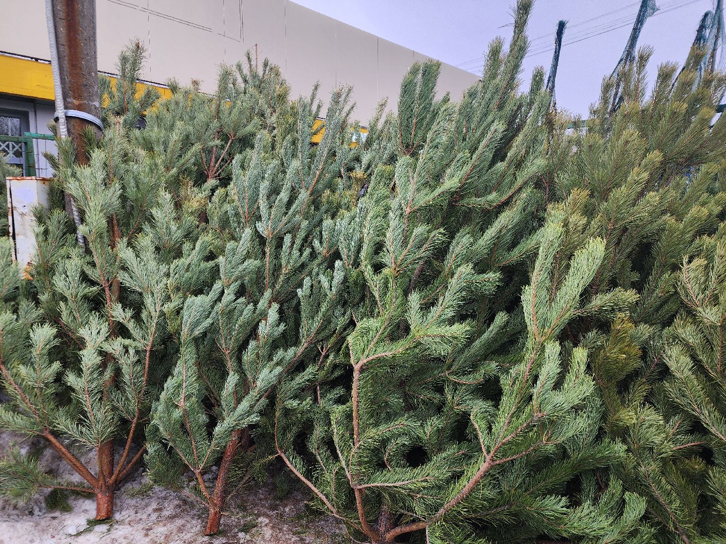 вертикалки, подольск, ели, сосны, новый год,