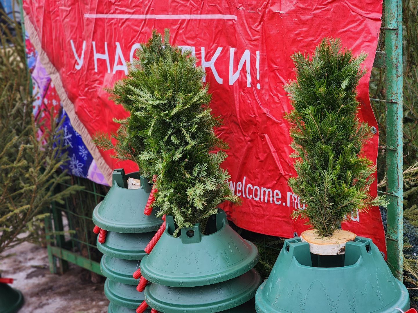 вертикалки, подольск, ели, сосны, новый год,