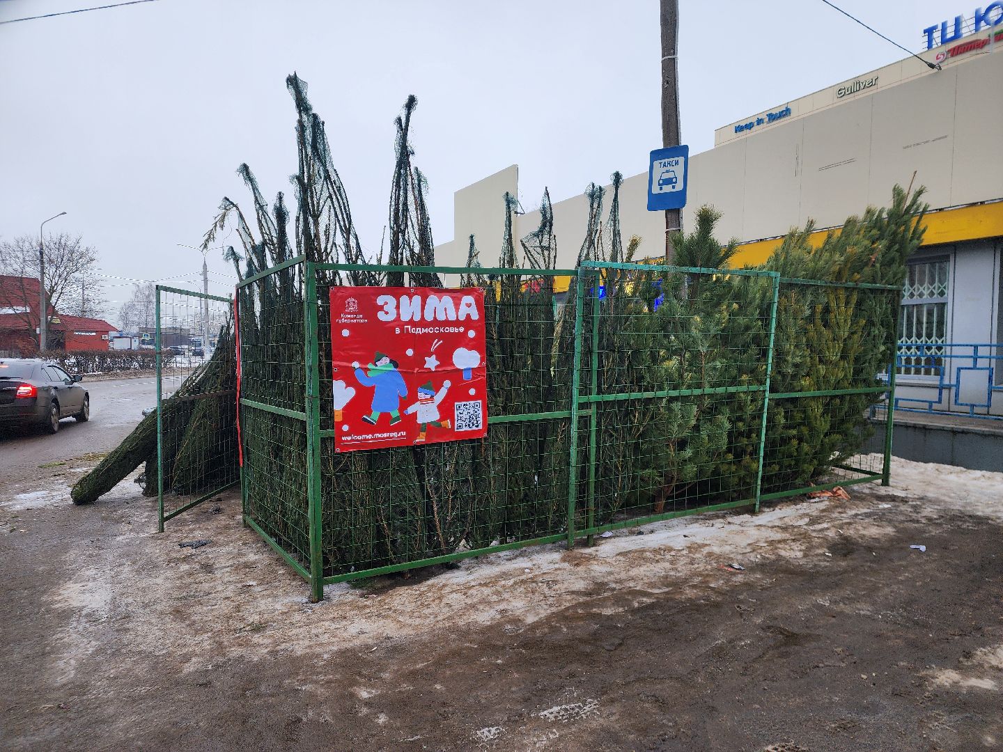 вертикалки, подольск, ели, сосны, новый год,