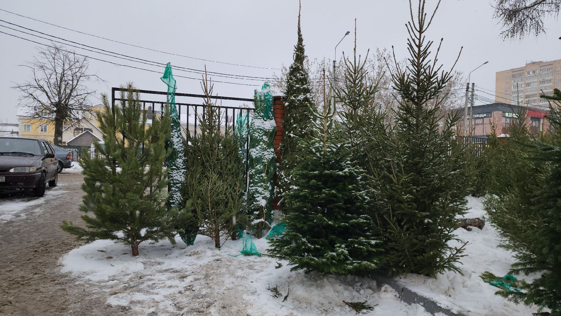 елочный базар, новый год, истра, вертикалки,