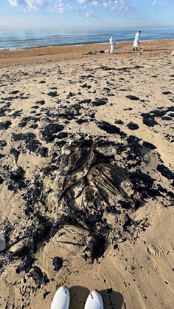 Волонтеры Подмосковья, Витязево, Волонтеры убирают пляжи Анапы,эксклюзив, экология, чп,общество,