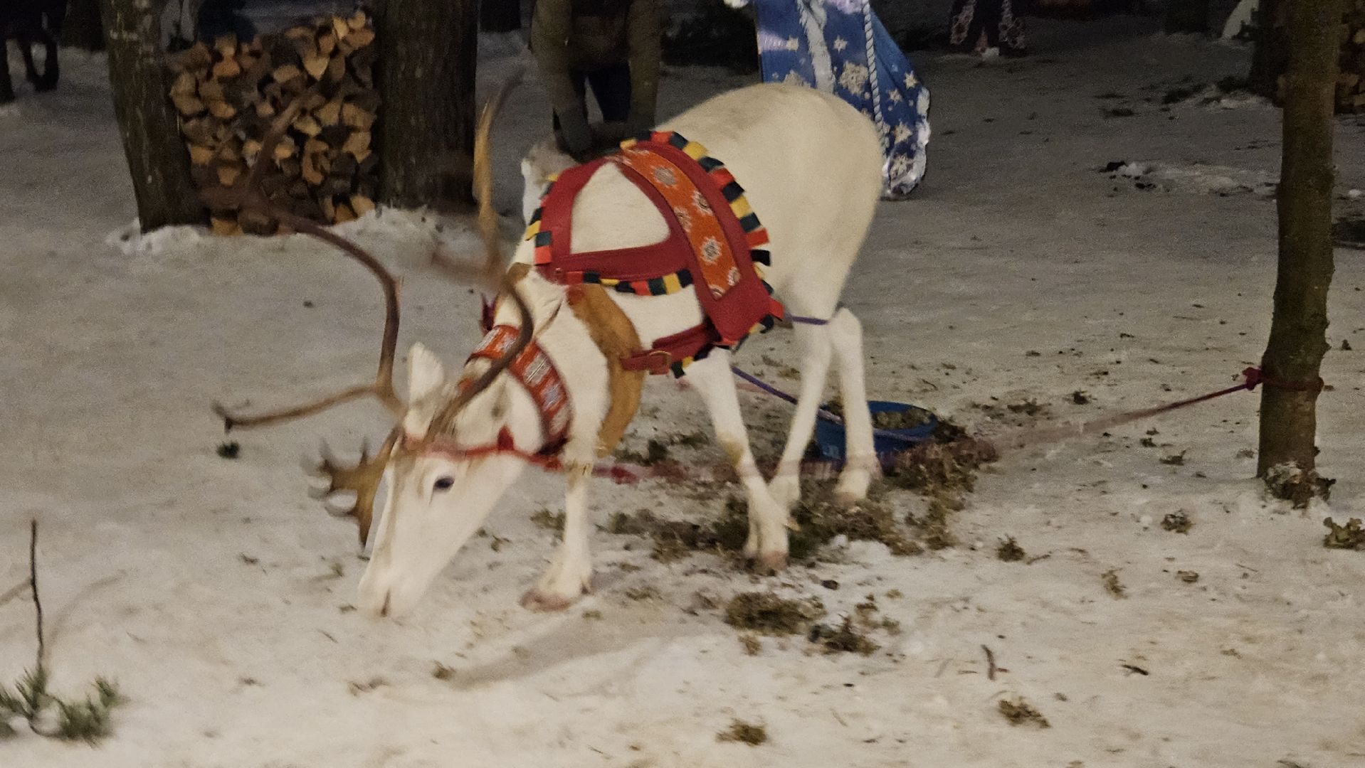 новый год, парк