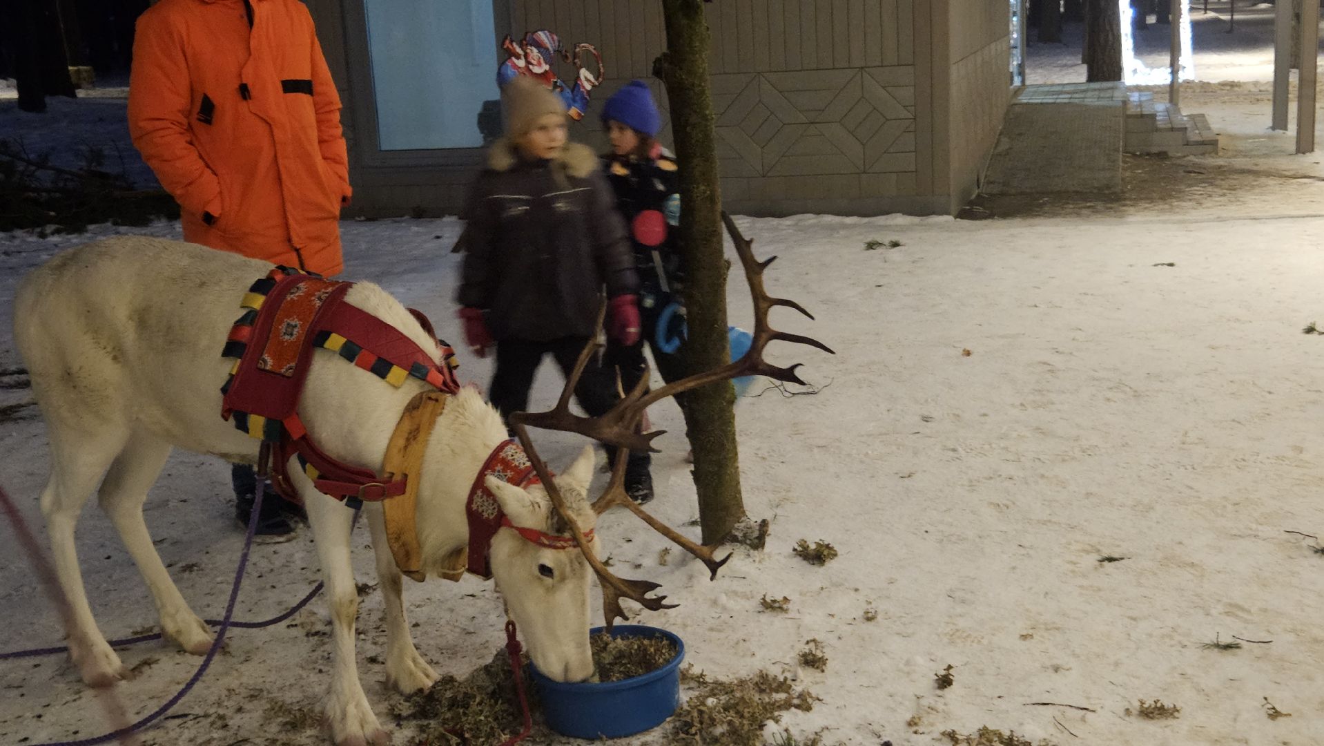 новый год, парк