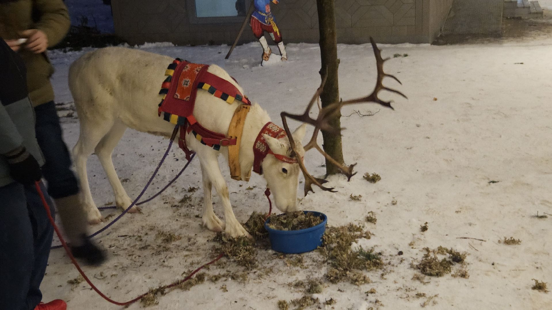 новый год, парк