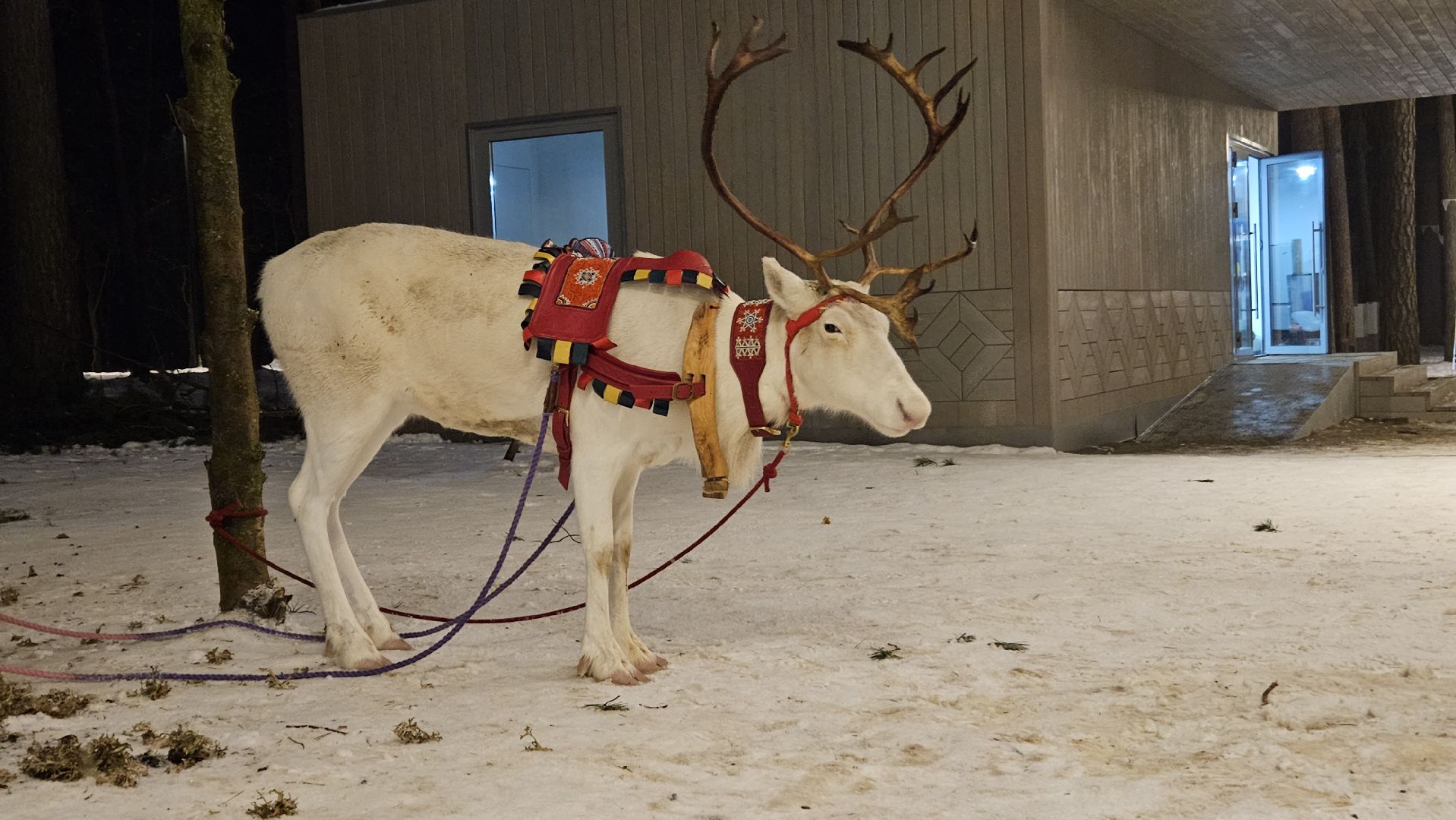 новый год, парк