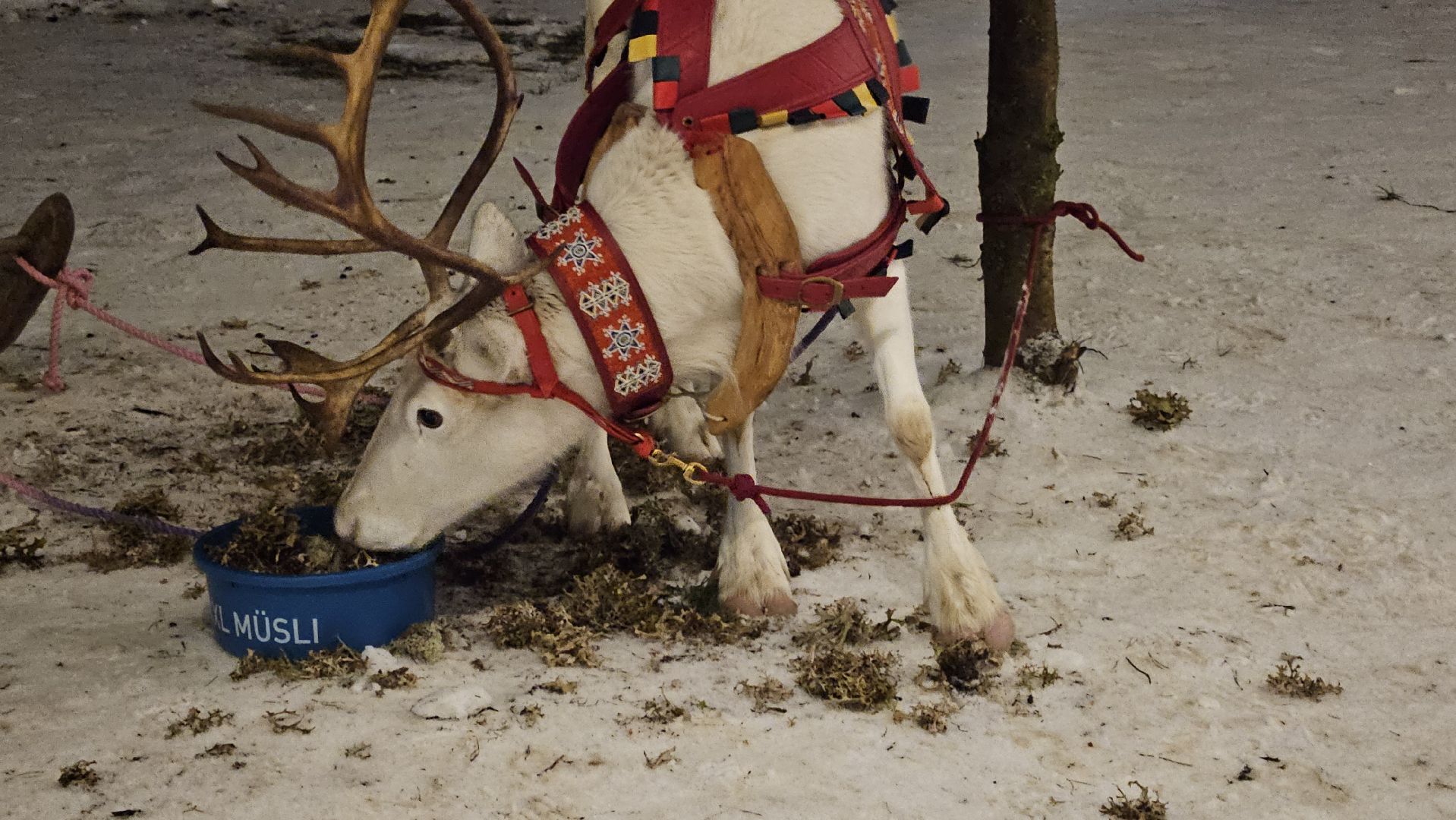 новый год, парк