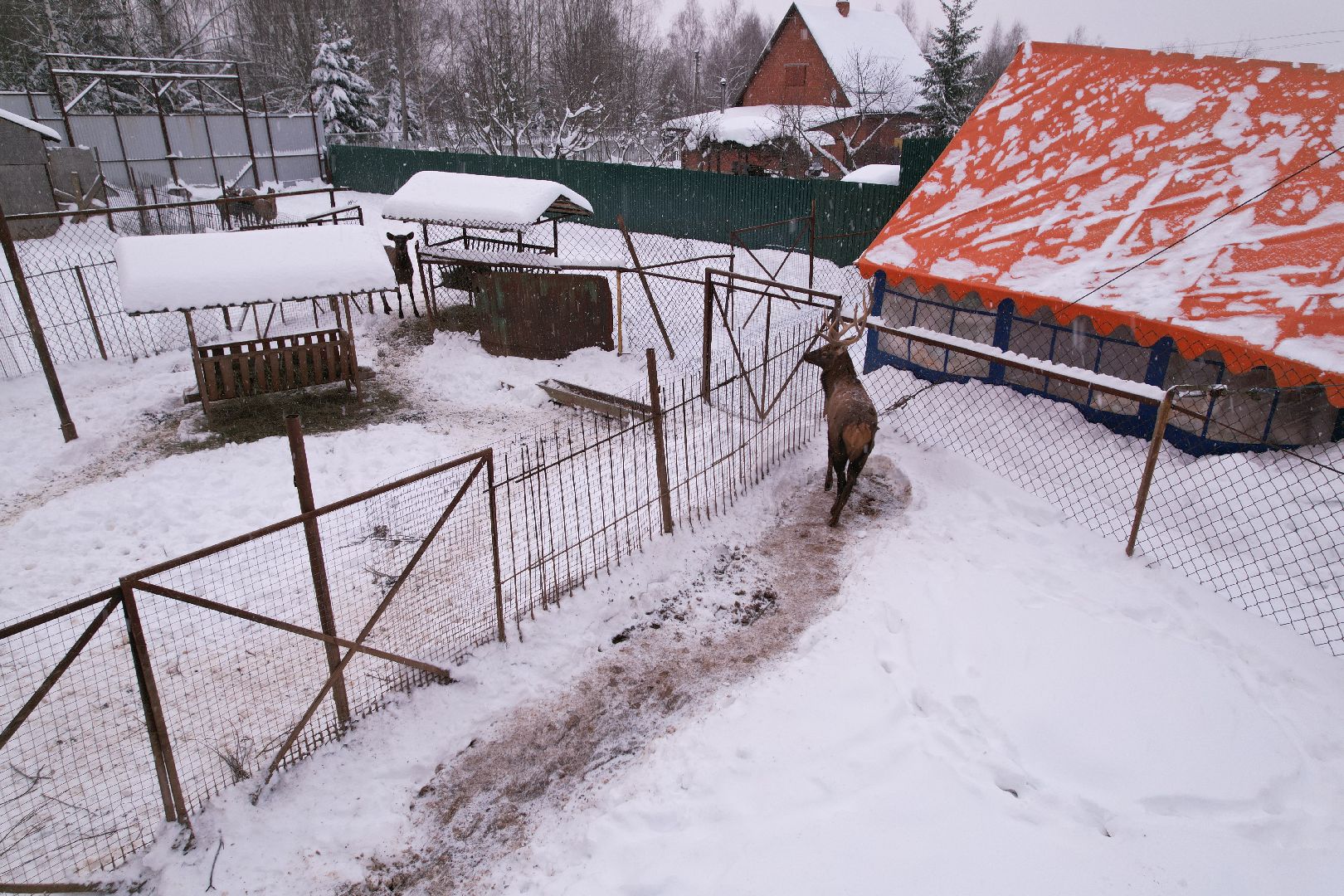 видео с коптера, руза, ферма, туризм, экотуризм,