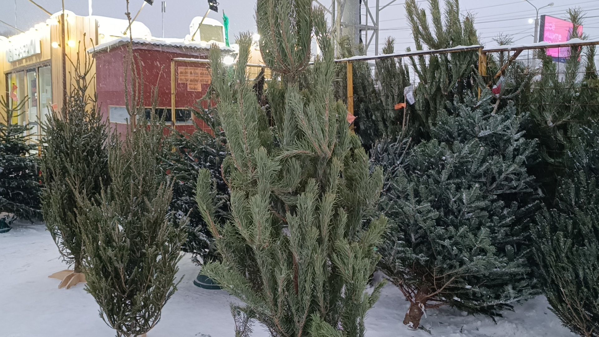 елочный базар, новый год, лобня, вертикалки,