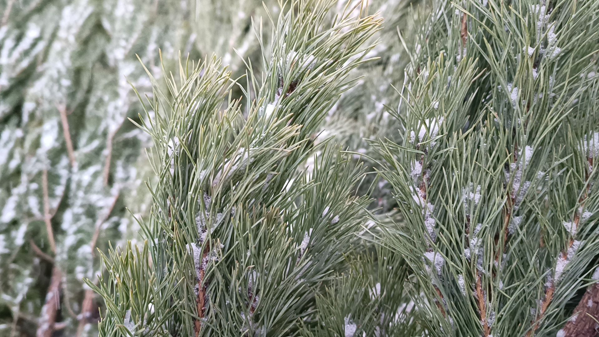 елочный базар, новый год, лобня, вертикалки,