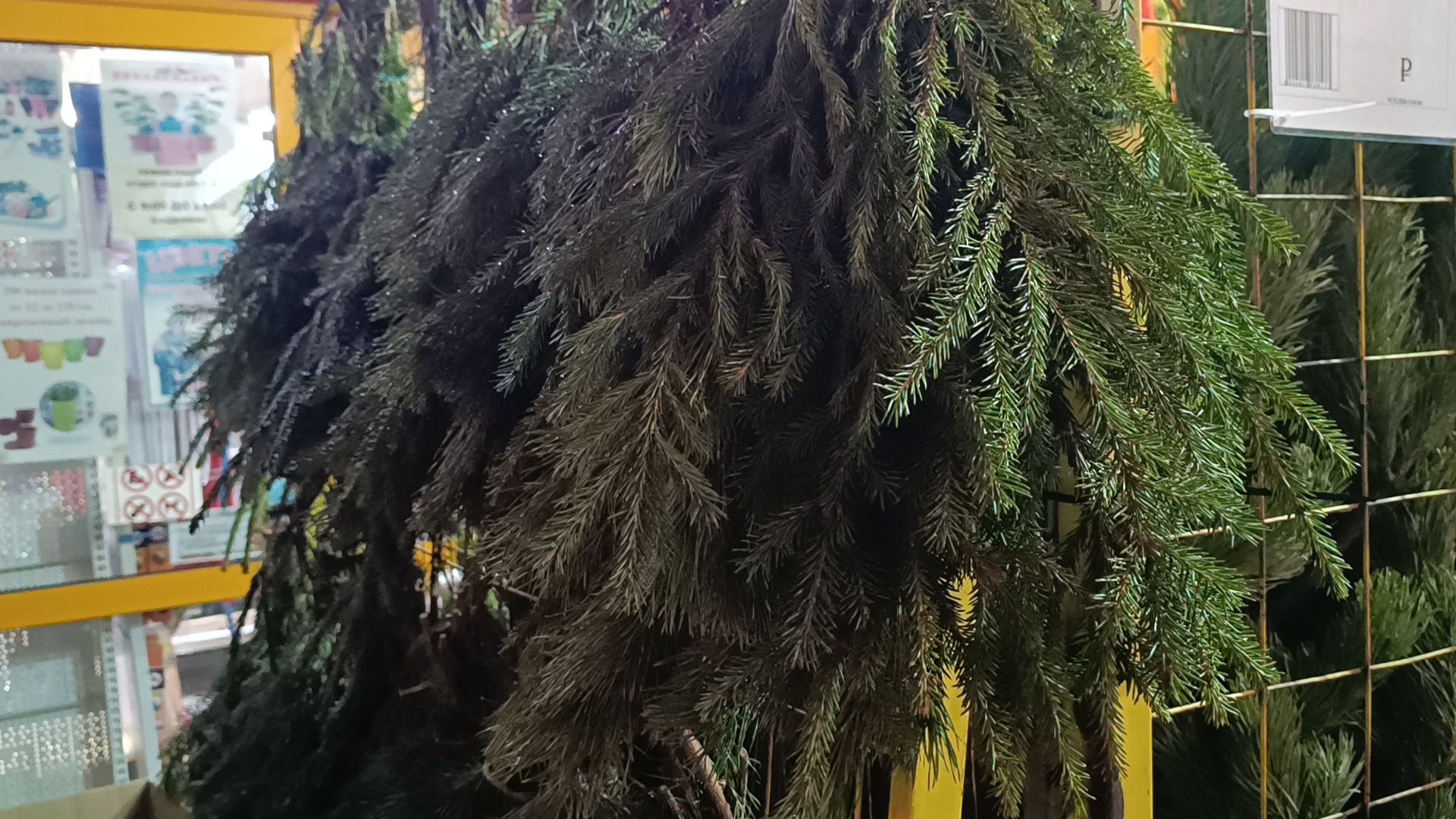 елочный базар, новый год, лобня, вертикалки,