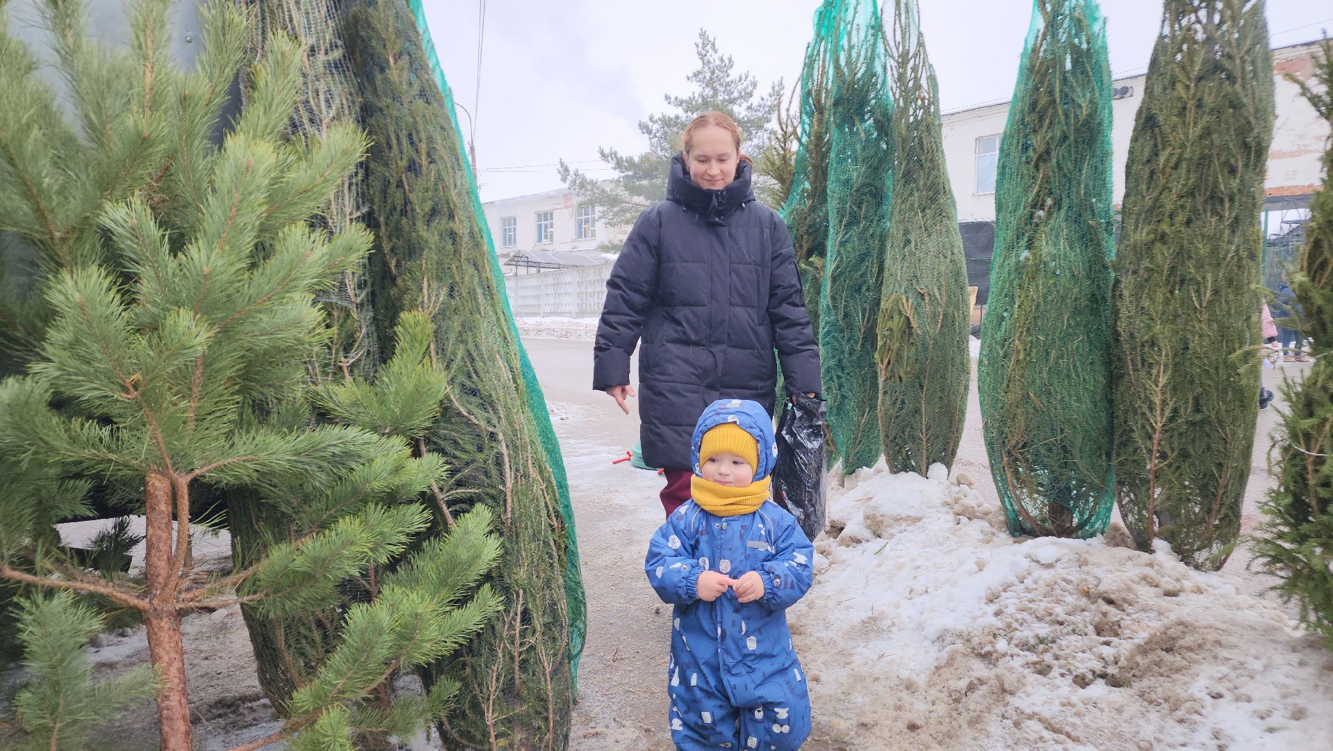 Новый год, новогодняя елка, праздник, Зима в Подмосковье, елочные базары, Лосино-Петровский,