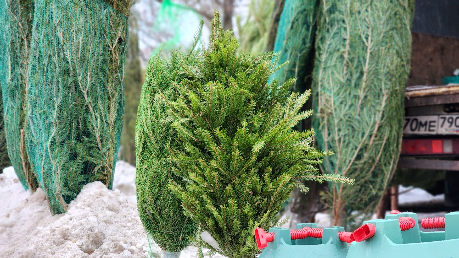 Новый год, новогодняя елка, праздник, Зима в Подмосковье, елочные базары, Лосино-Петровский,