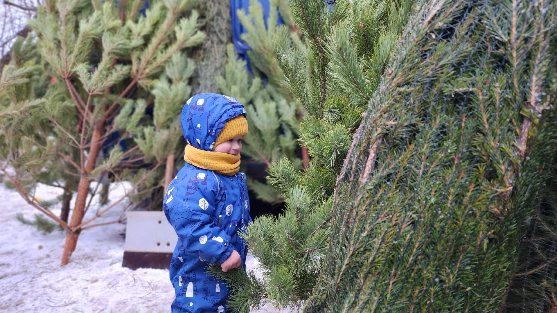 Новый год, новогодняя елка, праздник, Зима в Подмосковье, елочные базары, Лосино-Петровский,