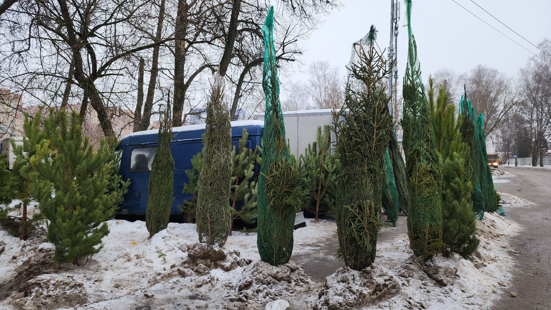 Новый год, новогодняя елка, праздник, Зима в Подмосковье, елочные базары, Лосино-Петровский,