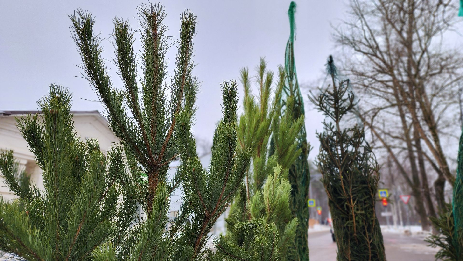 Новый год, новогодняя елка, праздник, Зима в Подмосковье, елочные базары, Лосино-Петровский,