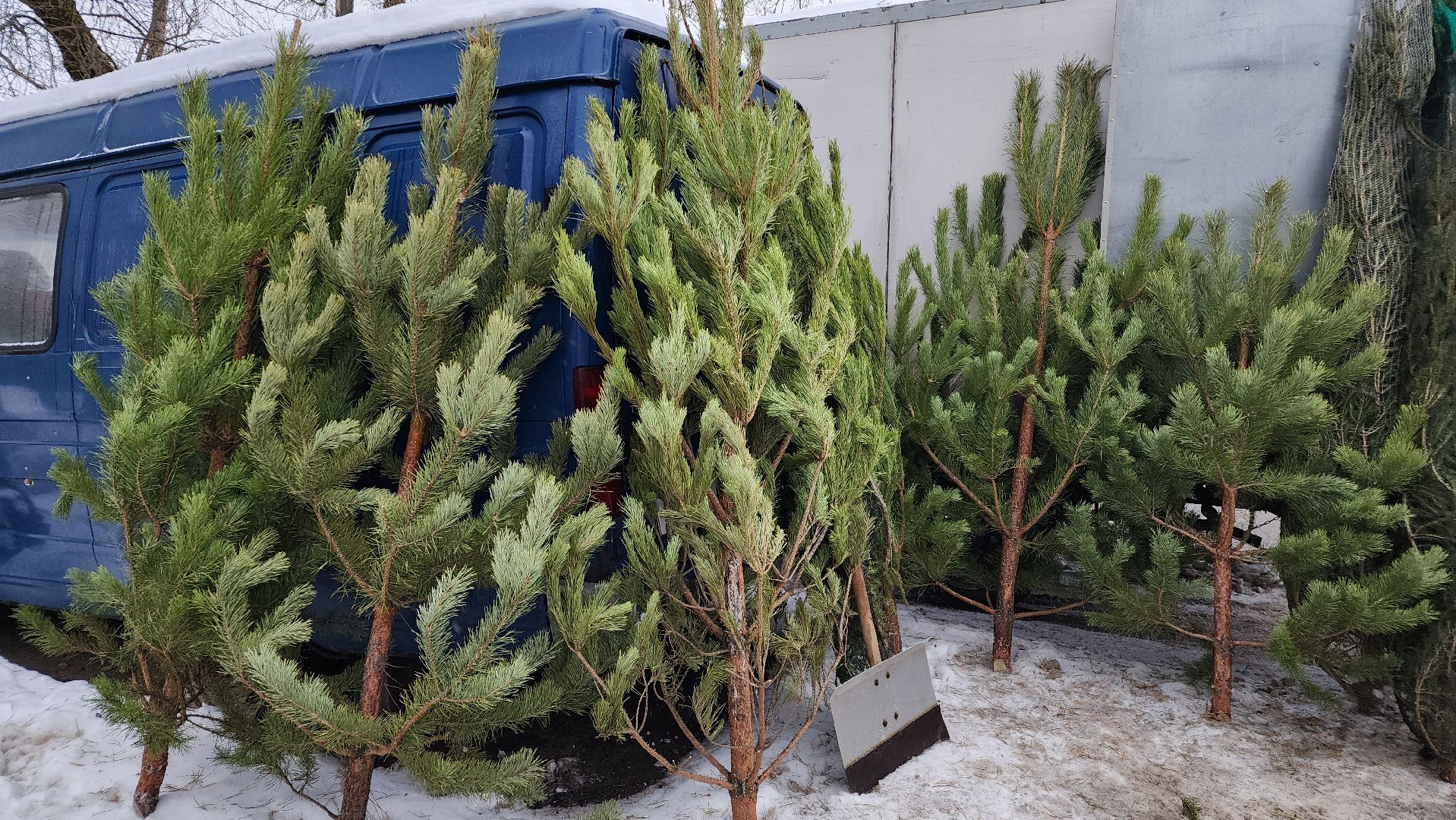 Новый год, новогодняя елка, праздник, Зима в Подмосковье, елочные базары, Лосино-Петровский,