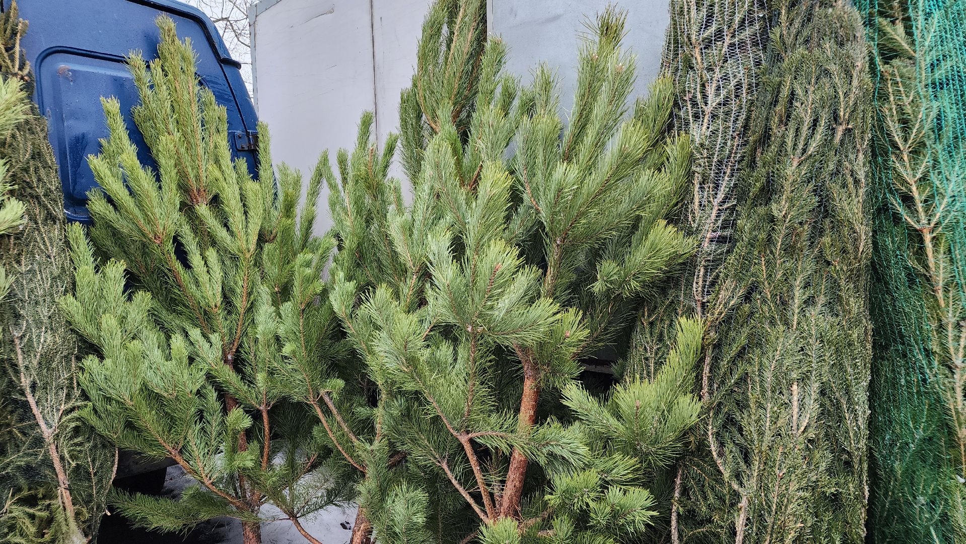 Новый год, новогодняя елка, праздник, Зима в Подмосковье, елочные базары, Лосино-Петровский,