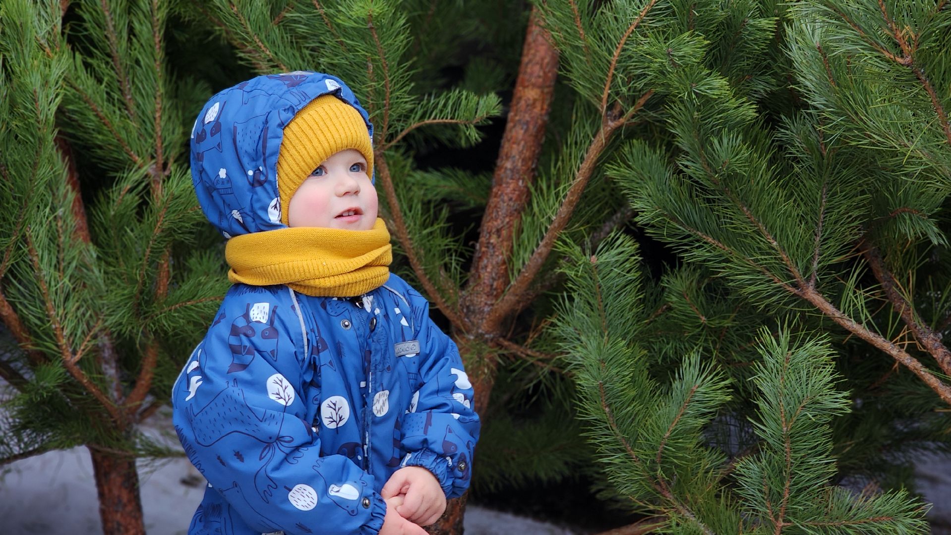 Новый год, новогодняя елка, праздник, Зима в Подмосковье, елочные базары, Лосино-Петровский,