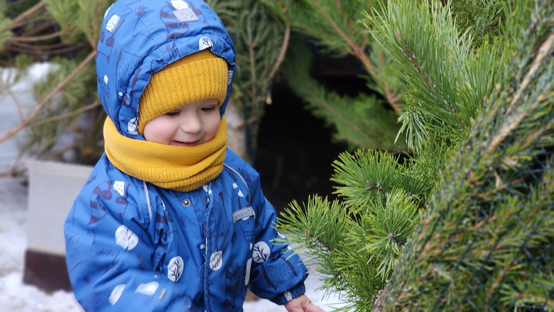 Новый год, новогодняя елка, праздник, Зима в Подмосковье, елочные базары, Лосино-Петровский,