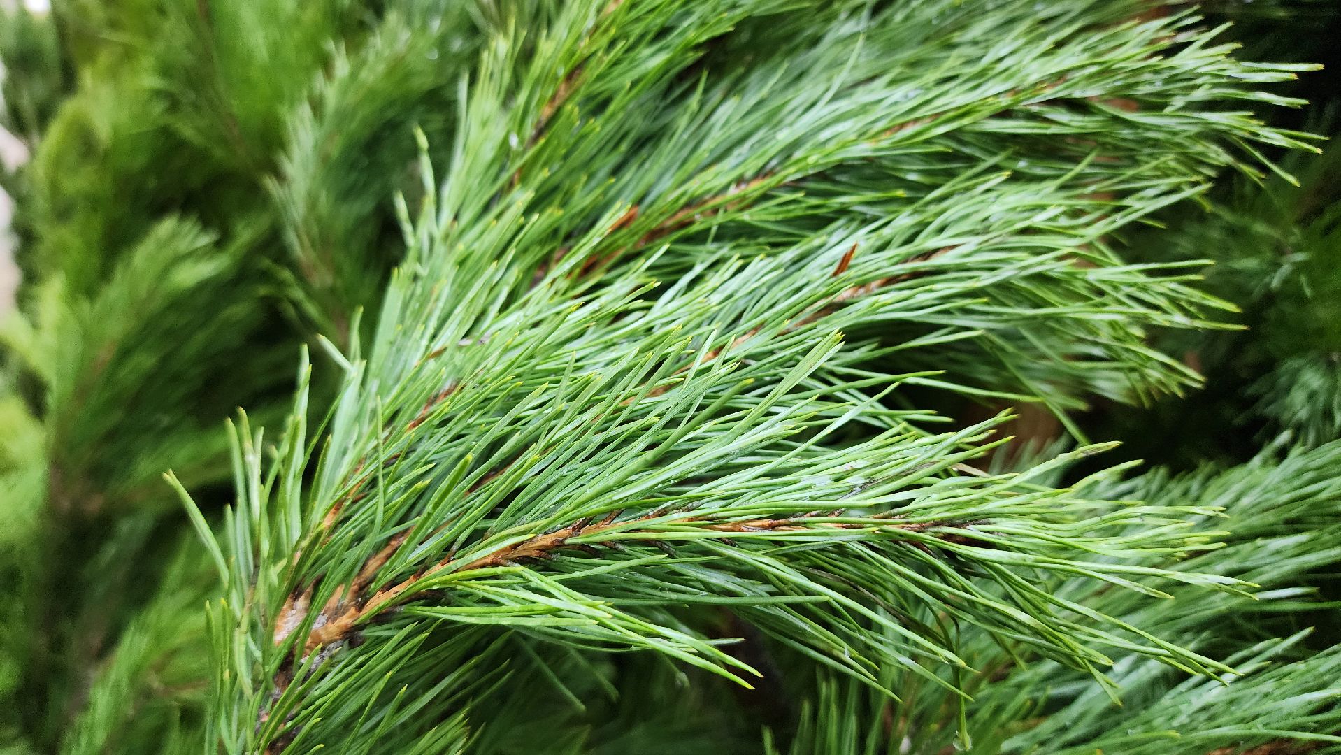 елочный базар, Новый год, живые елки, Старая Купавна, Богородский городской округ,