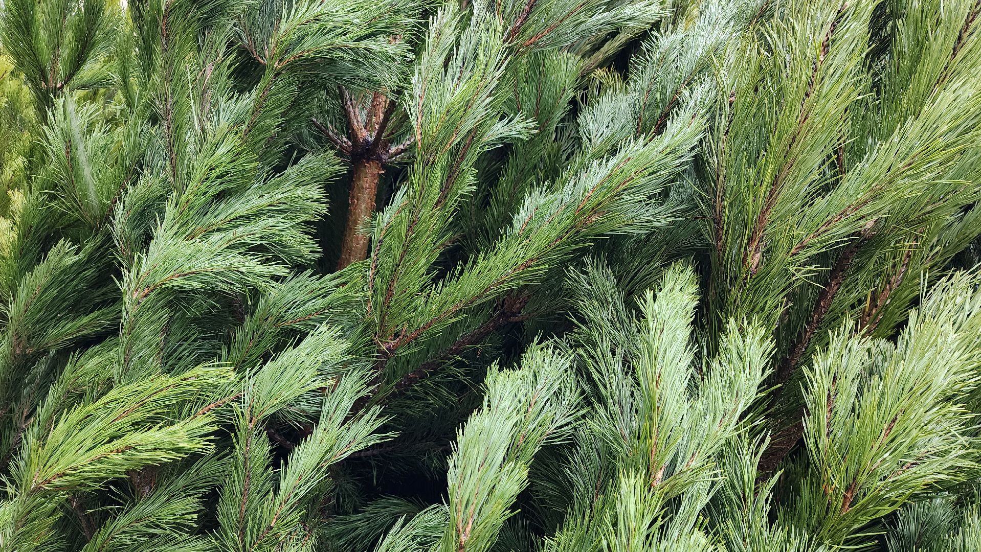 елочный базар, Новый год, живые елки, Старая Купавна, Богородский городской округ,