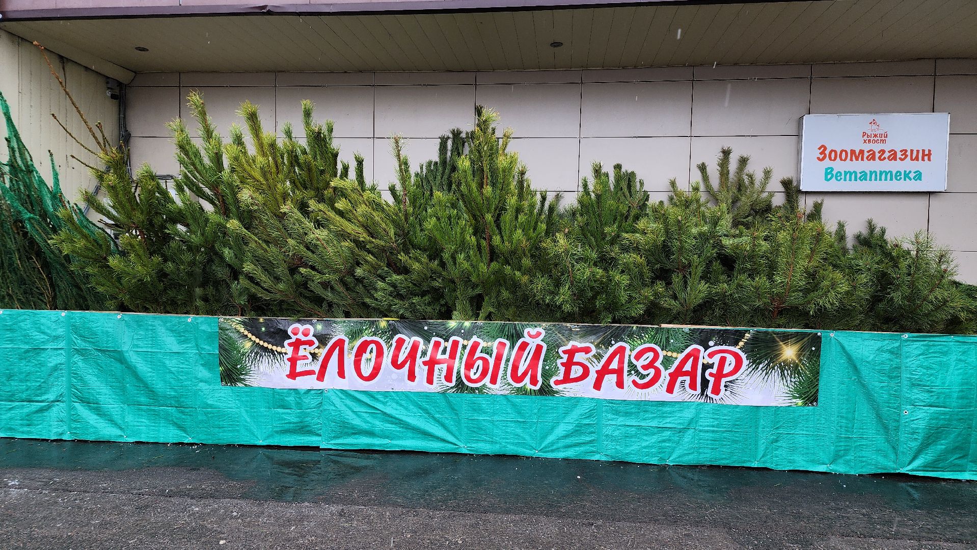 елочный базар, Новый год, живые елки, Старая Купавна, Богородский городской округ,