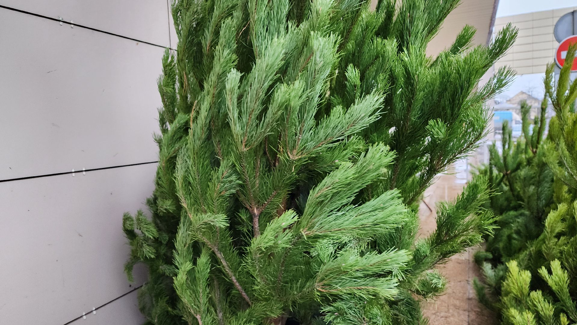 елочный базар, Новый год, живые елки, Старая Купавна, Богородский городской округ,