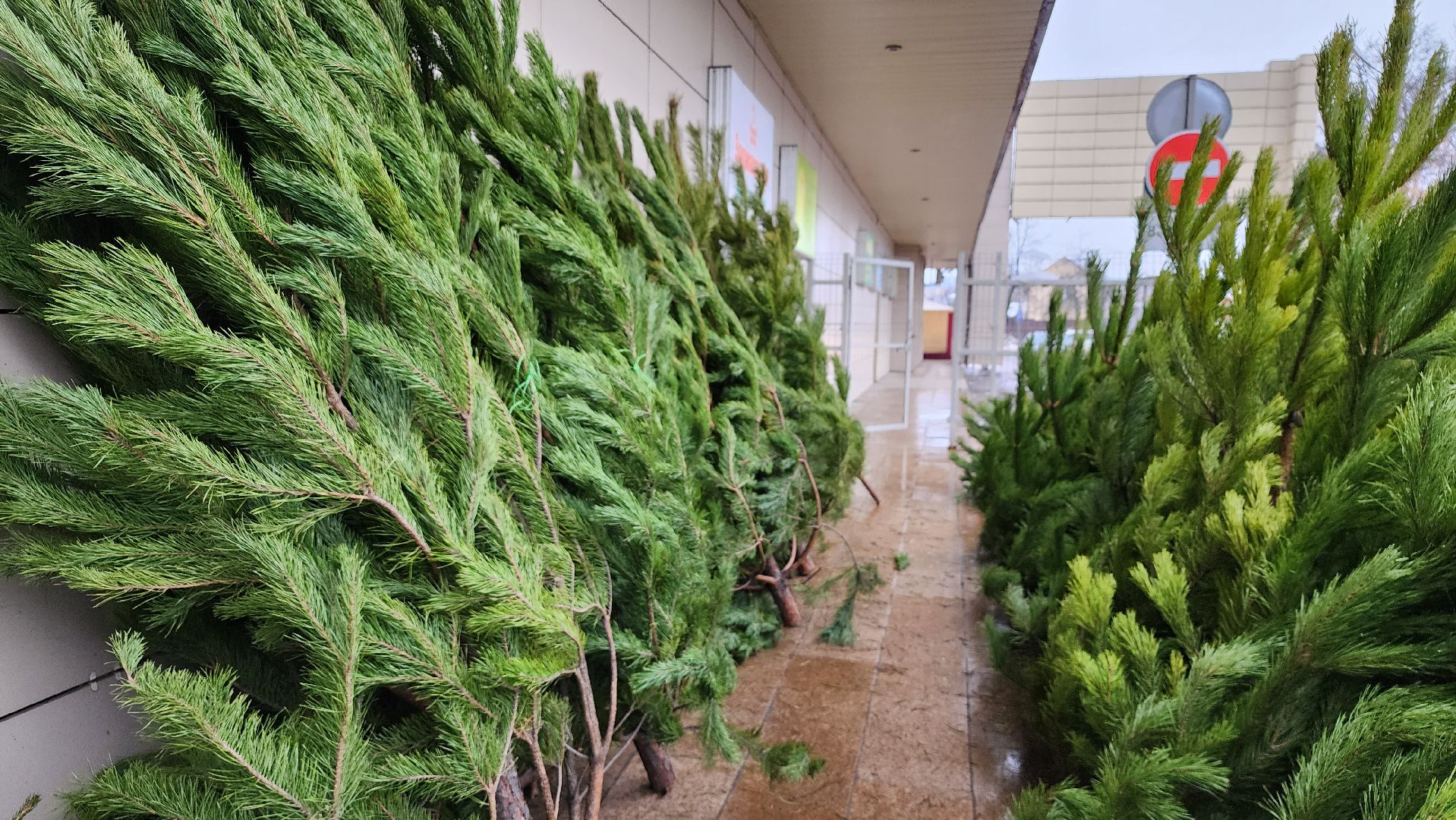 елочный базар, Новый год, живые елки, Старая Купавна, Богородский городской округ,