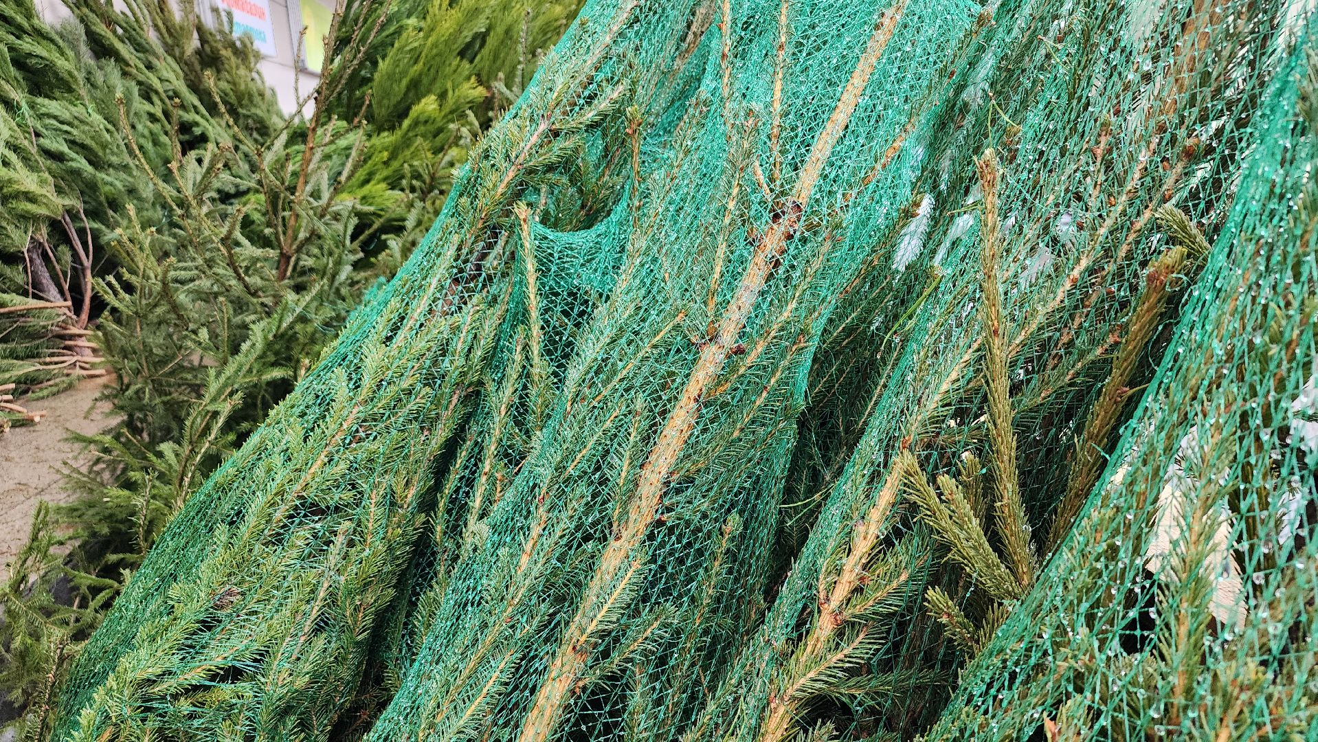 елочный базар, Новый год, живые елки, Старая Купавна, Богородский городской округ,