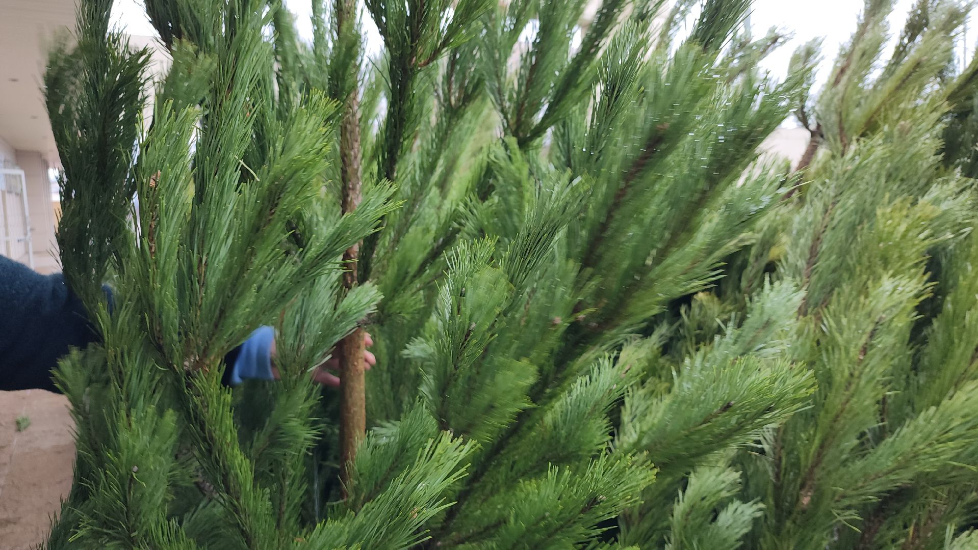 елочный базар, Новый год, живые елки, Старая Купавна, Богородский городской округ,