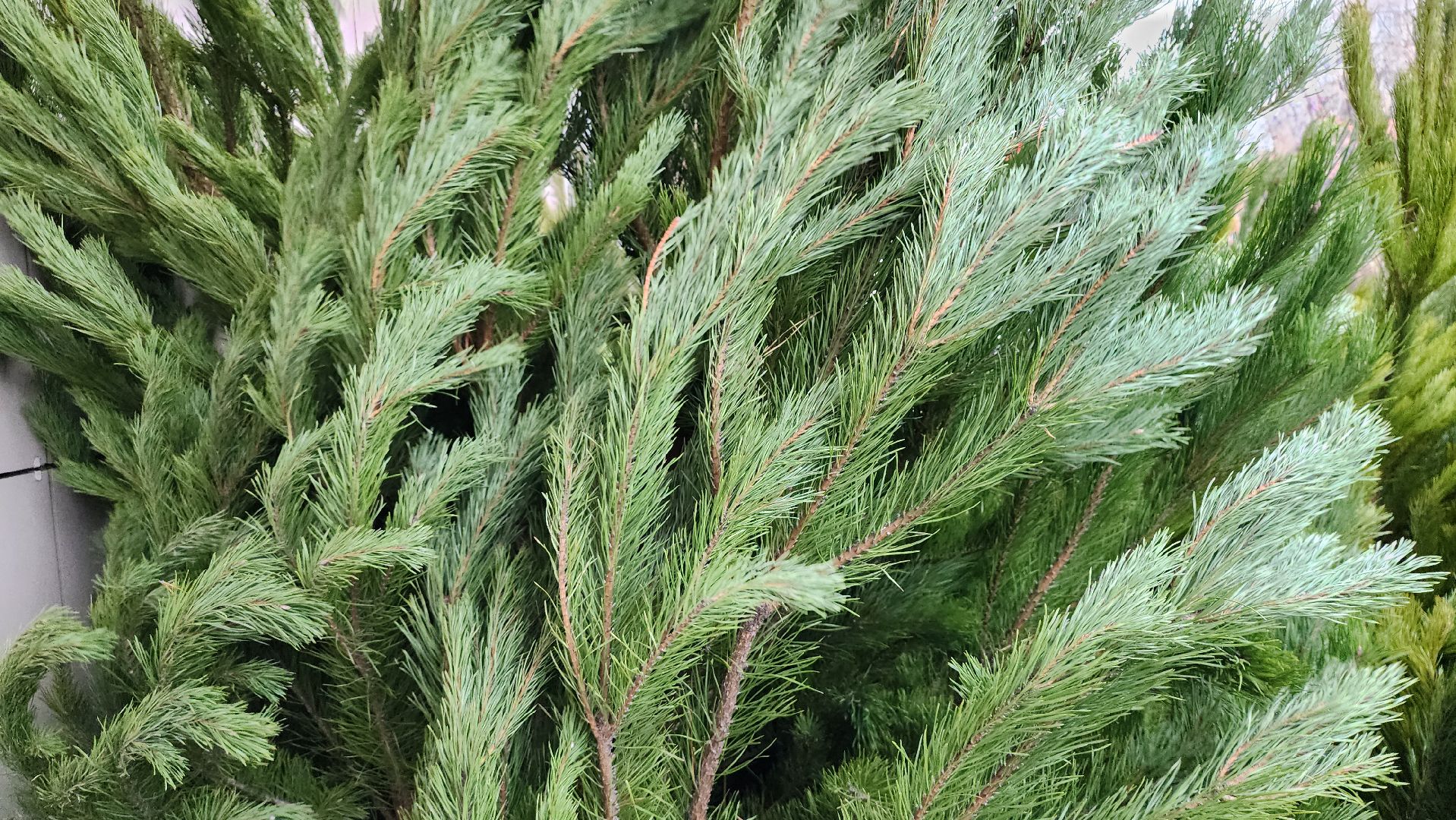 елочный базар, Новый год, живые елки, Старая Купавна, Богородский городской округ,