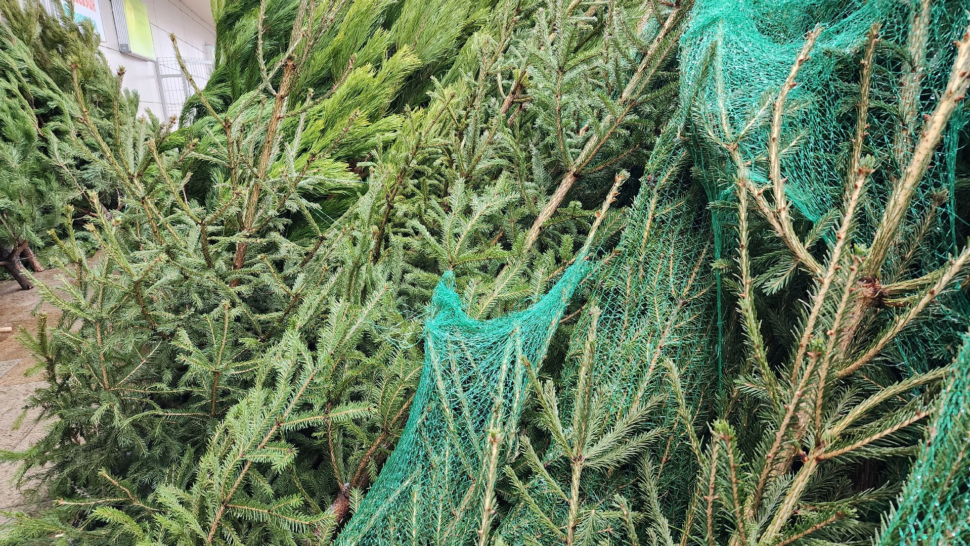 елочный базар, Новый год, живые елки, Старая Купавна, Богородский городской округ,