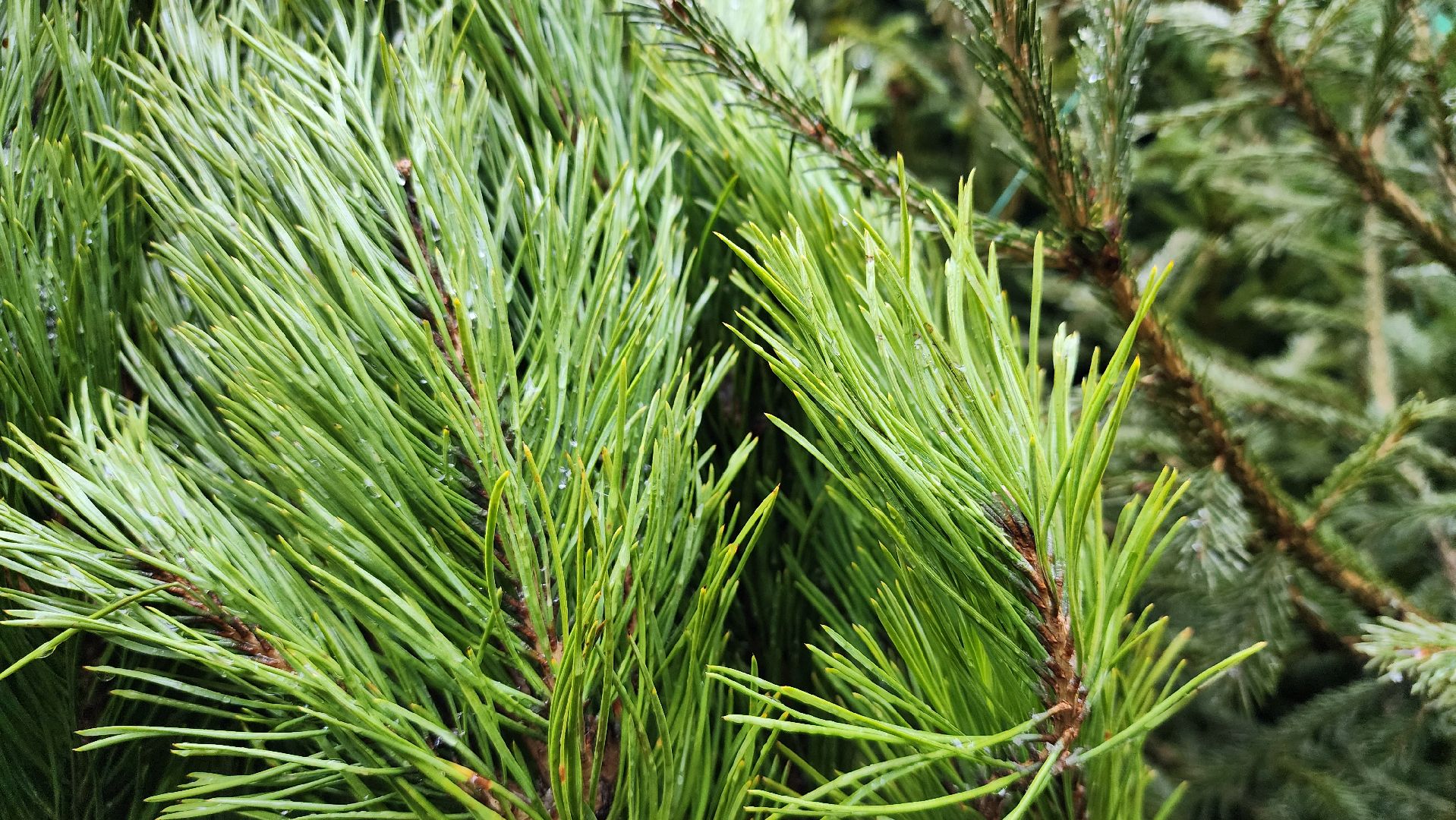 елочный базар, Новый год, живые елки, Старая Купавна, Богородский городской округ,