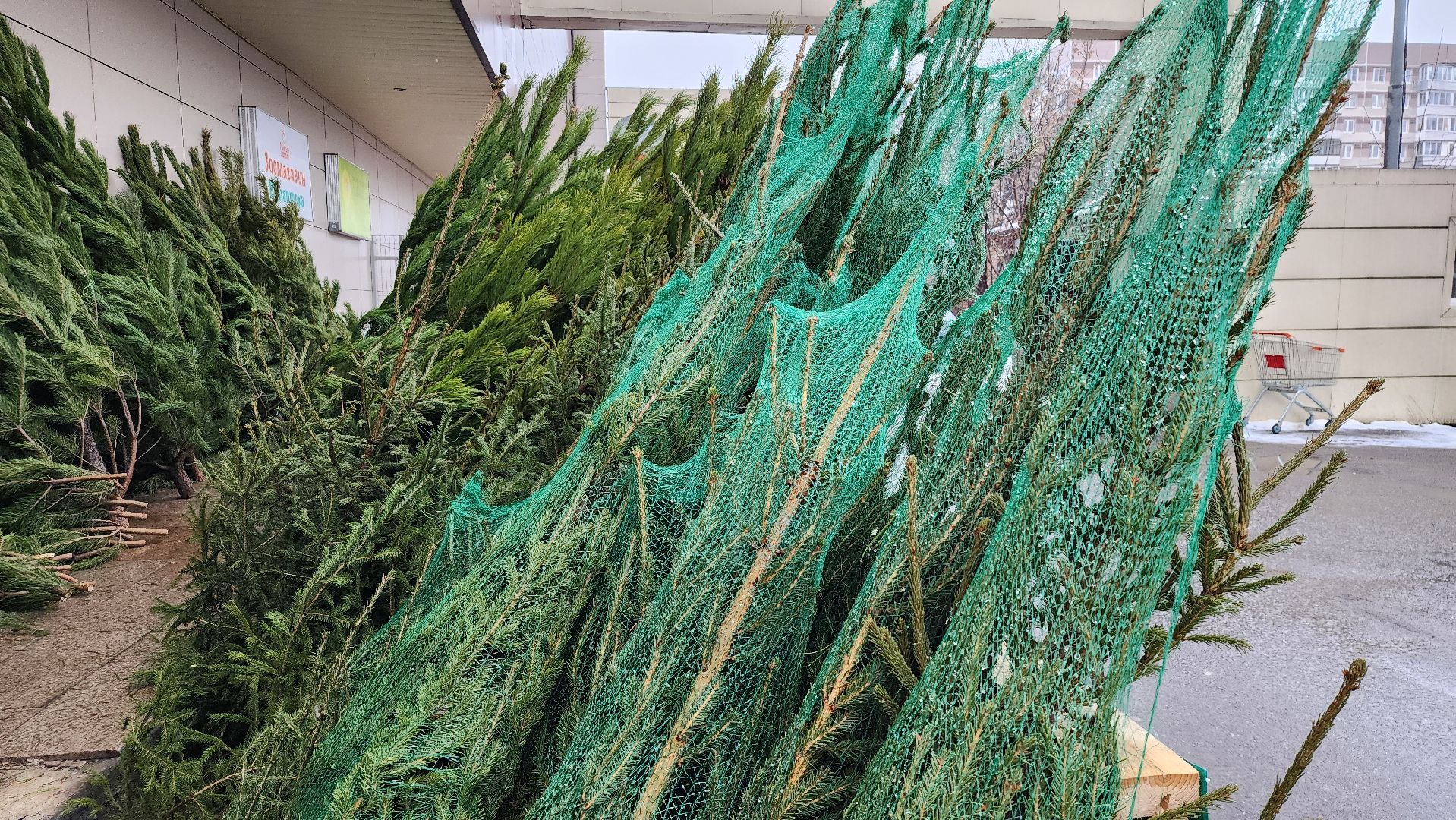 елочный базар, Новый год, живые елки, Старая Купавна, Богородский городской округ,