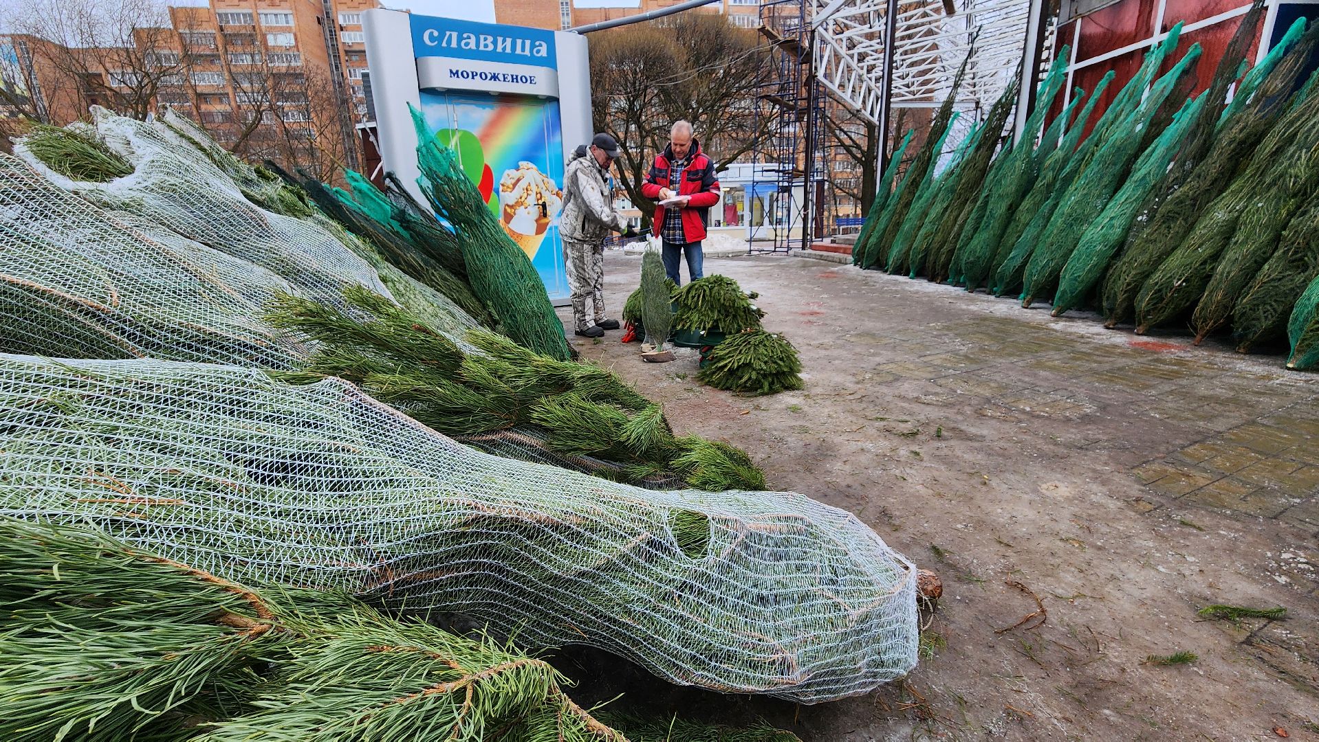 протвино, елочный базар, новый год, елки, г о серпухов,