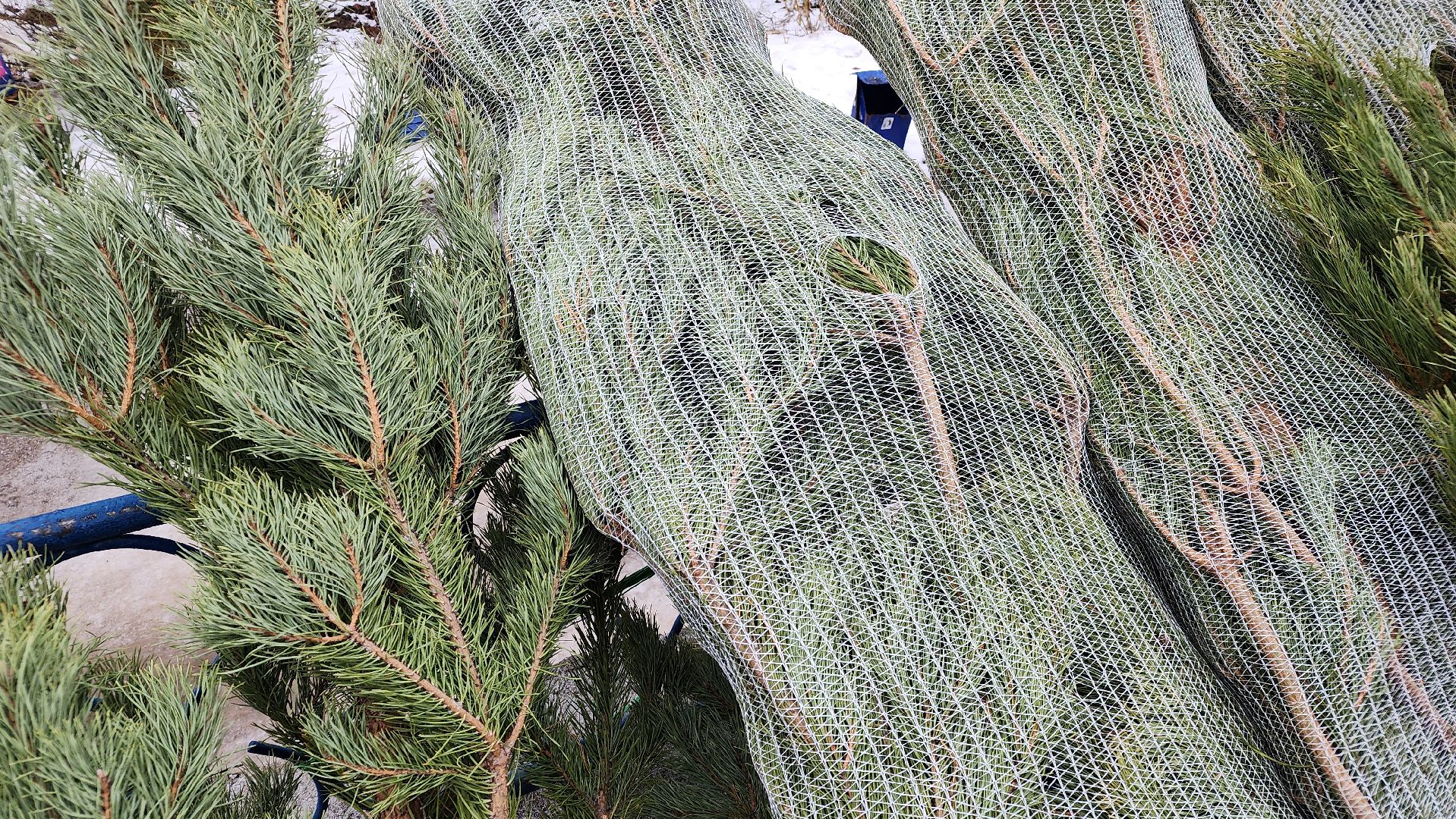 протвино, елочный базар, новый год, елки, г о серпухов,