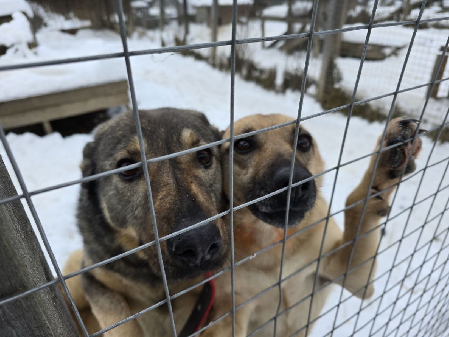 можайск, можайский городской округ, подмосковье, приют для бездомных дивотных, волонтеры, сбор средств, помощь животным, собаки, бездомные собаки, бездомные животные, приют для собак, благотворительный сбор, сбор средств на корм,