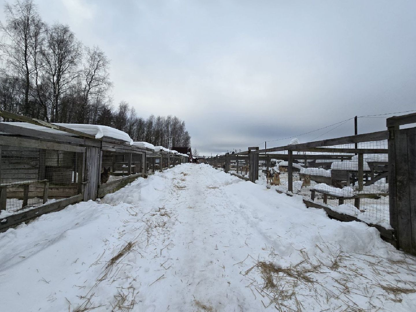 можайск, можайский городской округ, подмосковье, приют для бездомных дивотных, волонтеры, сбор средств, помощь животным, собаки, бездомные собаки, бездомные животные, приют для собак, благотворительный сбор, сбор средств на корм,