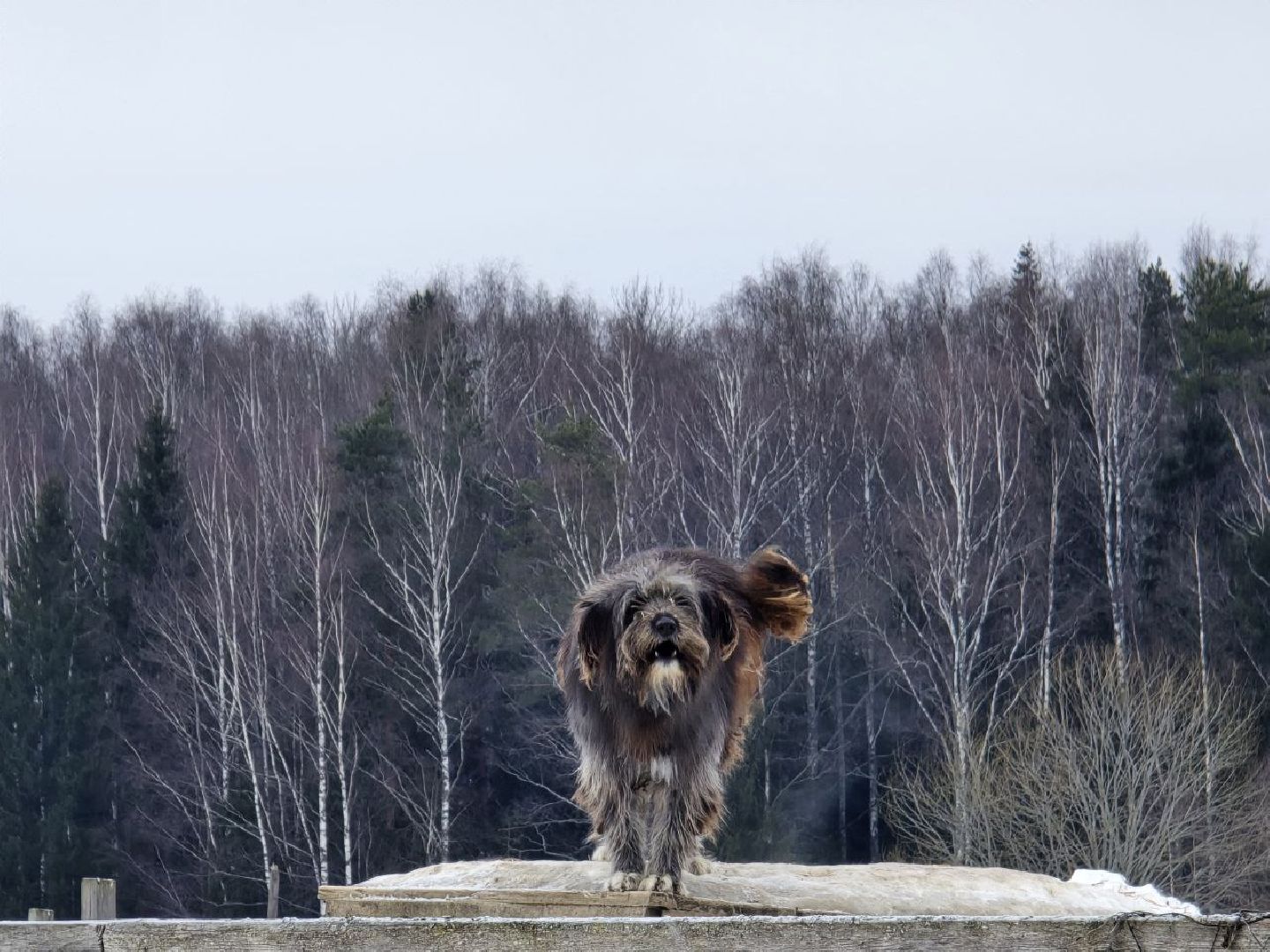 можайск, можайский городской округ, подмосковье, приют для бездомных дивотных, волонтеры, сбор средств, помощь животным, собаки, бездомные собаки, бездомные животные, приют для собак, благотворительный сбор, сбор средств на корм,