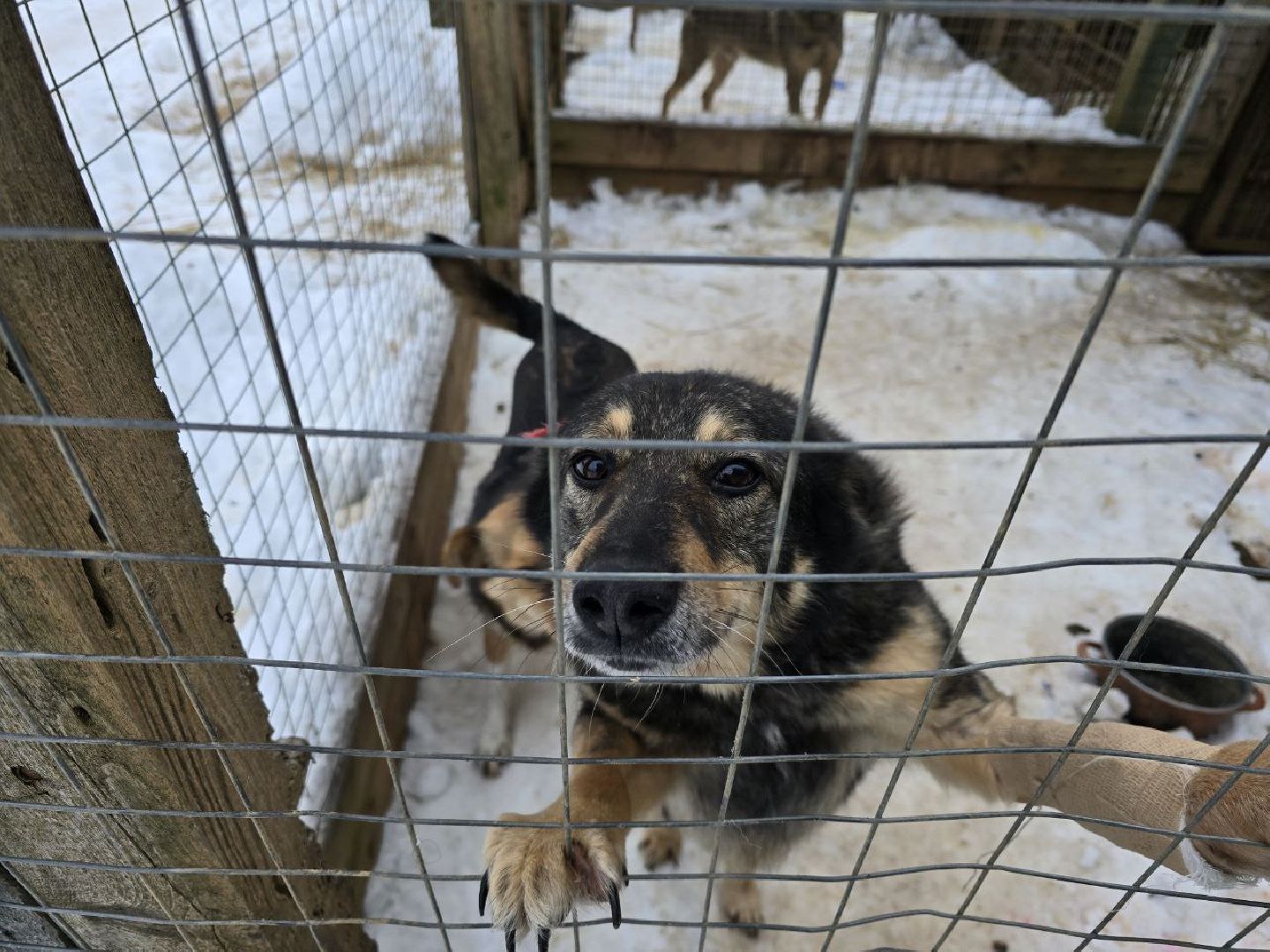 можайск, можайский городской округ, подмосковье, приют для бездомных дивотных, волонтеры, сбор средств, помощь животным, собаки, бездомные собаки, бездомные животные, приют для собак, благотворительный сбор, сбор средств на корм,