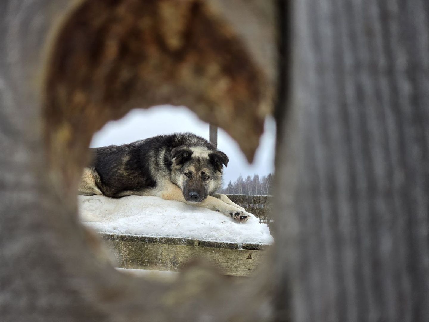 можайск, можайский городской округ, подмосковье, приют для бездомных дивотных, волонтеры, сбор средств, помощь животным, собаки, бездомные собаки, бездомные животные, приют для собак, благотворительный сбор, сбор средств на корм,