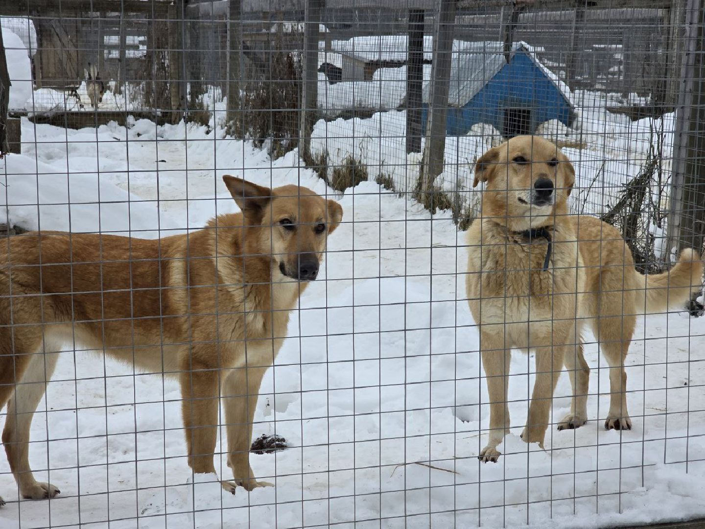 можайск, можайский городской округ, подмосковье, приют для бездомных дивотных, волонтеры, сбор средств, помощь животным, собаки, бездомные собаки, бездомные животные, приют для собак, благотворительный сбор, сбор средств на корм,