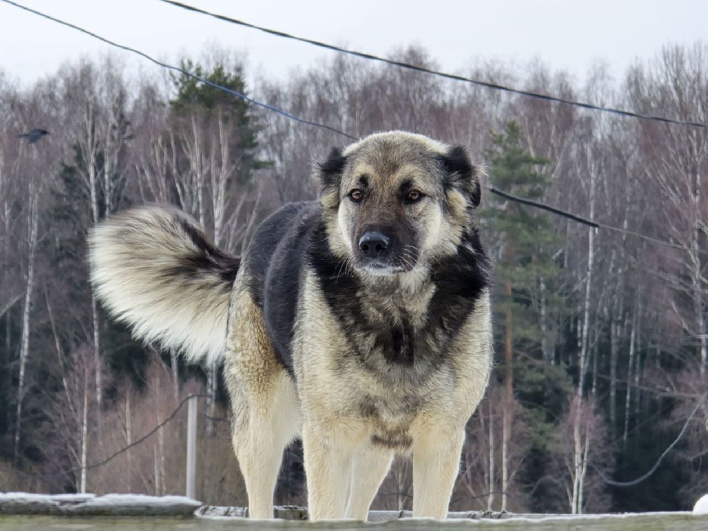можайск, можайский городской округ, подмосковье, приют для бездомных дивотных, волонтеры, сбор средств, помощь животным, собаки, бездомные собаки, бездомные животные, приют для собак, благотворительный сбор, сбор средств на корм,