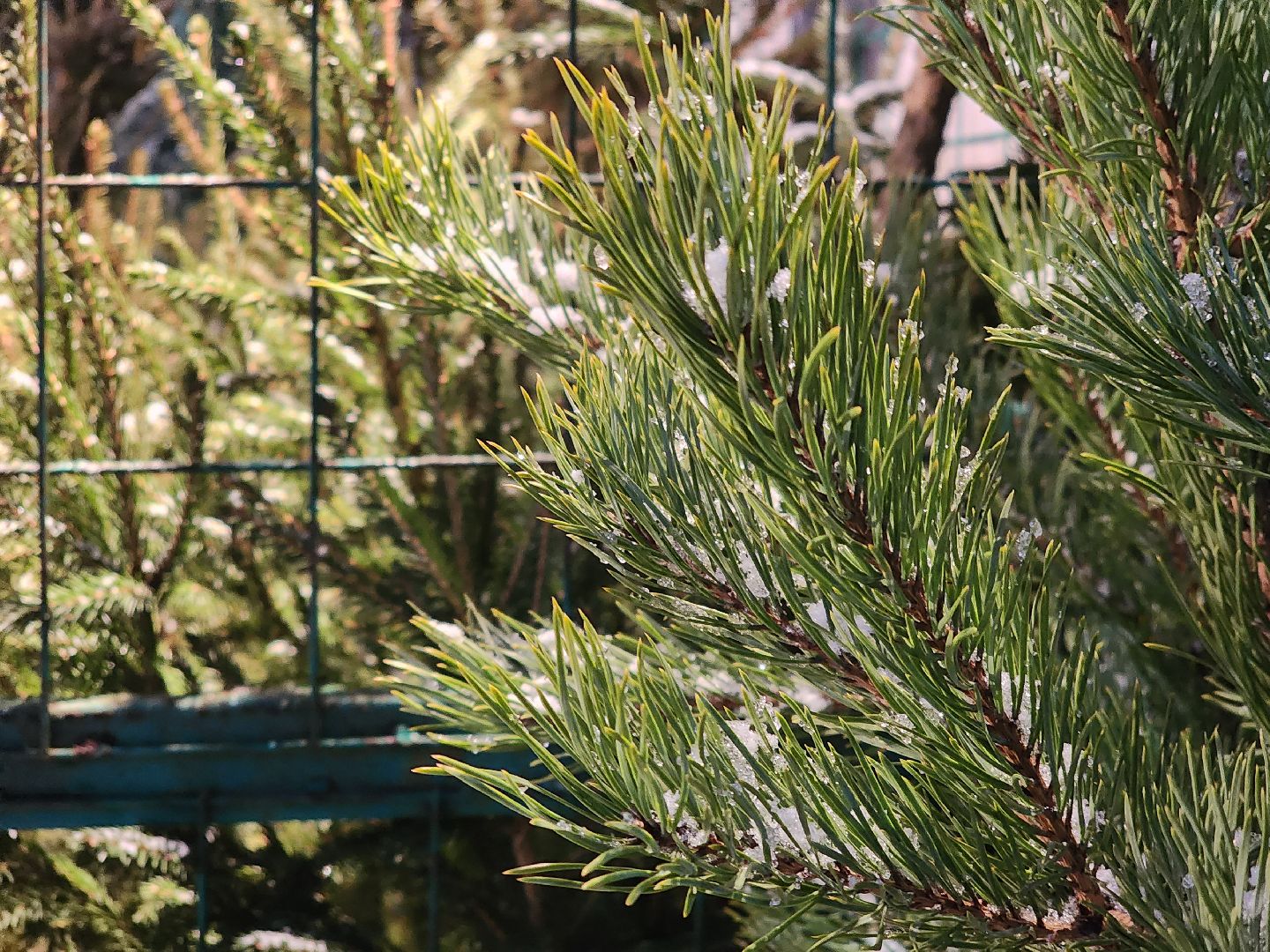 Коломна, елочный базар, новогодняя елка, зима в подмосковье,