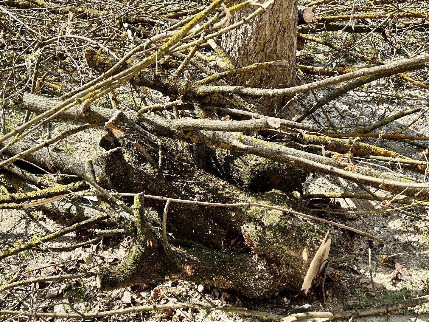 Благоустройство, Фрязино, сухостой, опиловка