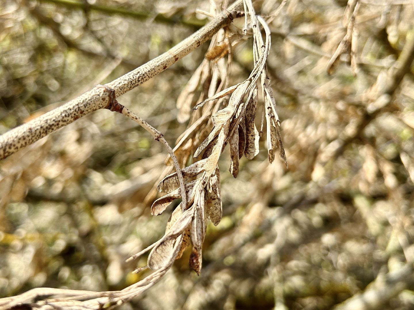 Благоустройство, Фрязино, сухостой, опиловка
