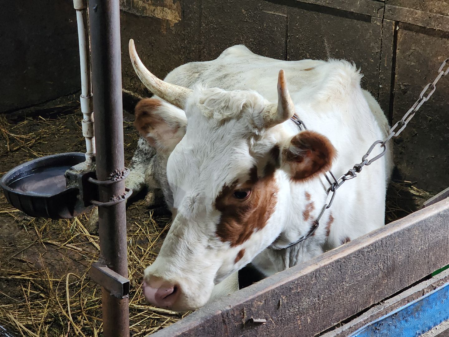 ногинск, богородский округ, сыроварня, ферма, производство сыра, общество, жители, вертикалки,