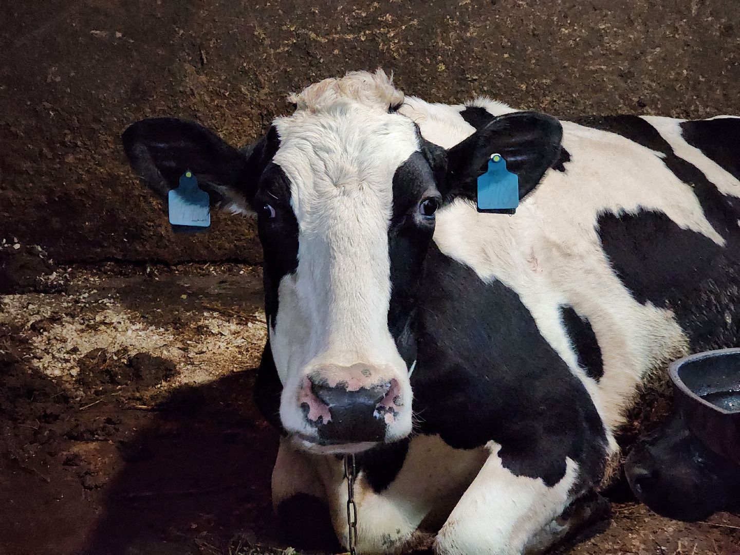 ногинск, богородский округ, сыроварня, ферма, производство сыра, общество, жители, вертикалки,